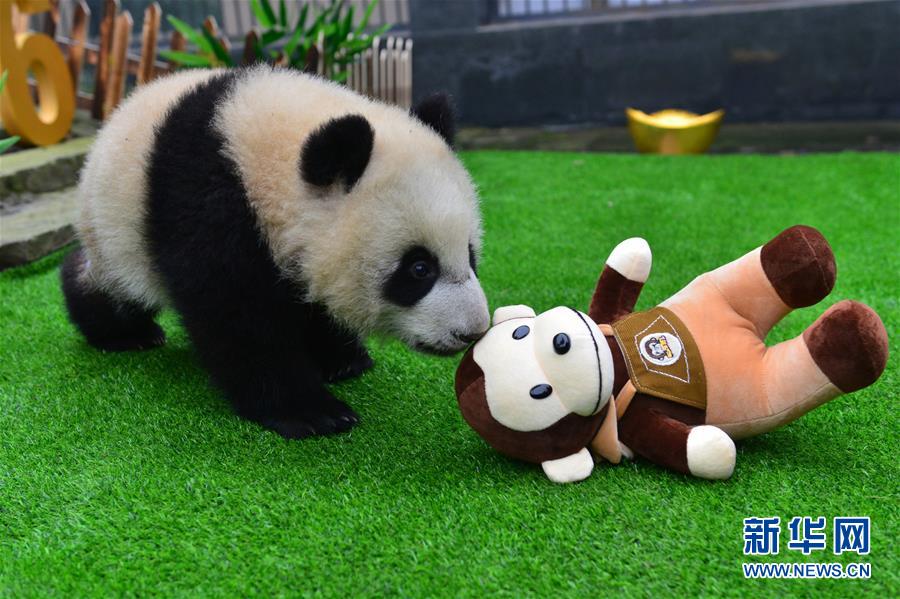 太可爱了！大熊猫宝宝集体“卖萌”