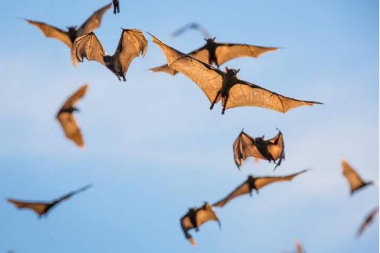研究蝙蝠“全天候”免疫系统可能造福人类