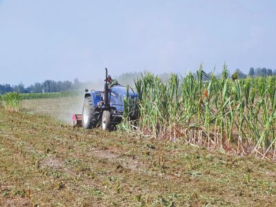 重旱地区,农民含泪铲除绝收玉米